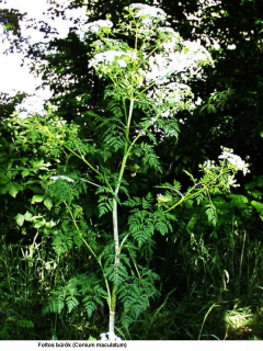 conium maculatum.jpg